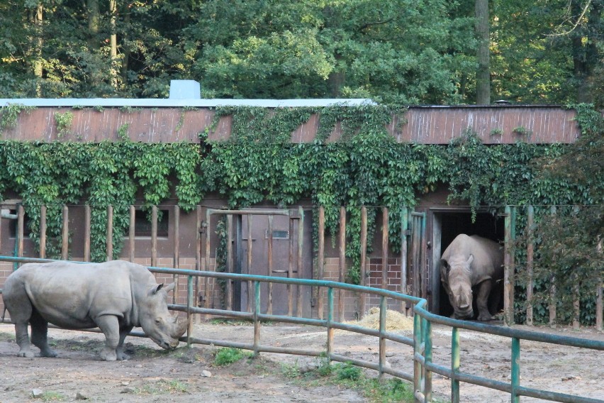 Nosorożec Kiwu przyjechał do zoo w Poznaniu