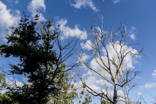 Na działce na terenie Sopotu otruto 41 drzew. Sprawcy dotąd nie ustalono