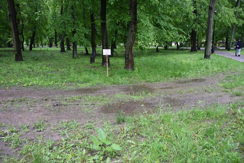 Koniec kompleksowego koszenia trawy w Ogrodzie Saskim - Parku Miejskim w Sandomierzu. Jest nowy pomysł na utrzymanie zieleni. Jaki?