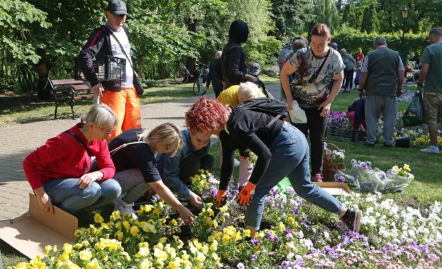 Mieszkańcy Grudziądza mogli wykopać sobie i przygarnąć wiosenne kwiaty z Ogrodu Botanicznego