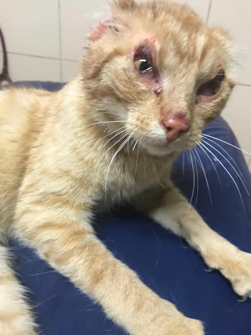 Prokuratura umorzyła śledztwo w sprawie okaleczonego kota z Chojna [FOTO]