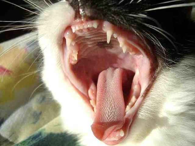 Źródło: http://commons.wikimedia.org/wiki/File:Yawning_Cat.jpg