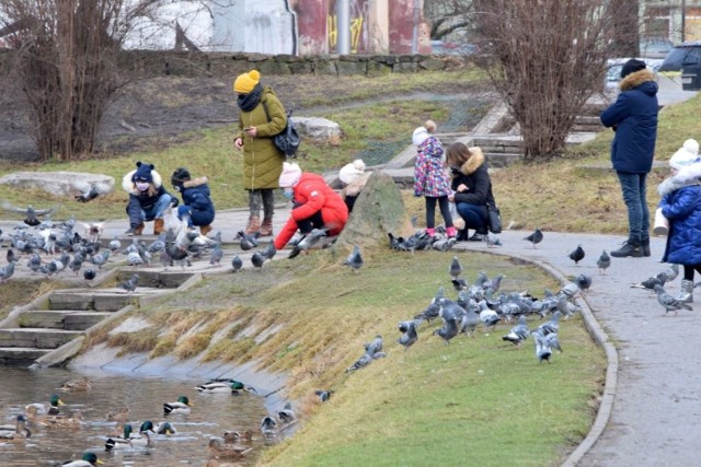 W środę w święto Trzech Króli mnóstwo mieszkańców Kielc korzystając z niezłej pogody wybrało się na spacery do Parku Miejskiego lub nad zalew. W parku było wiele rodzin z dziećmi, które karmiły kaczki i gołębie. Z kolei nad zalewem widzieliśmy wielu spacerujących i biegających. 

Zobaczcie na kolejnych slajdach co działo się w świąteczną środę w Parku Miejskim i nad zalewem w Kielcach