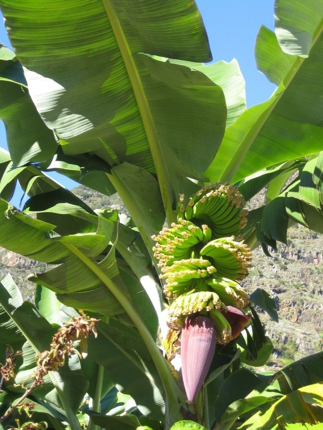 Bylina banana, na zdjęciu kwiat i tworzące się owoce. Kiść z owocami posiada około 150 do 200 banan&oacute;w. Fot. Isabella Degen