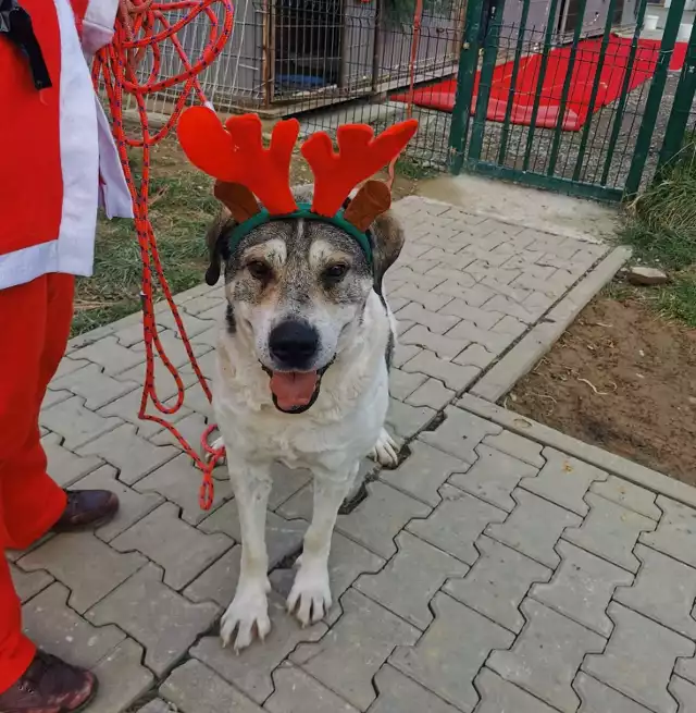 Cudowne, bezdomne psy ze schroniska w Wielogłowach czekają na adopcję, odwiedził je święty Mikołaj. Kliknij w przycisk "zobacz galerię" i przesuwaj zdjęcia w prawo - naciśnij strzałkę lub przycisk NASTĘPNE.