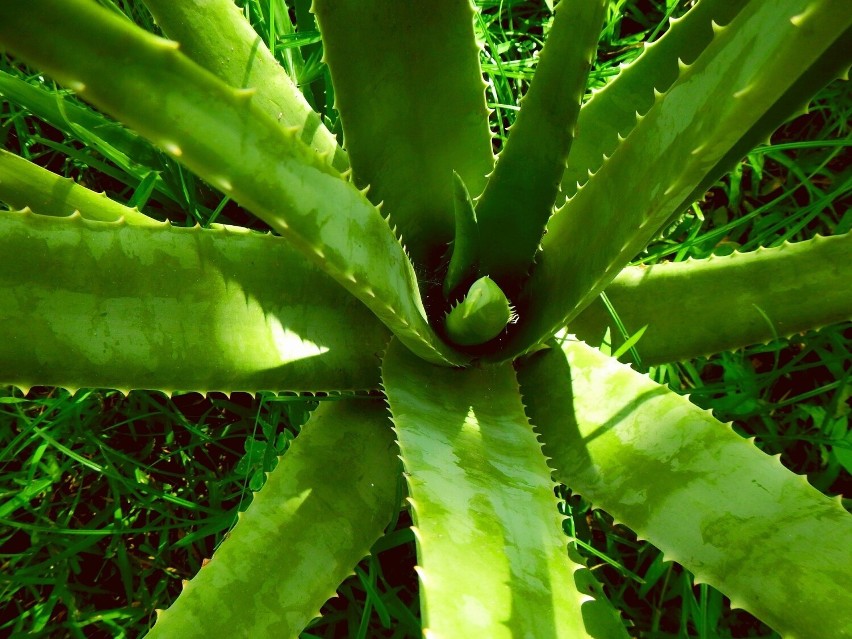 W przemyśle kosmetycznym aloes jest używany do produkcji...