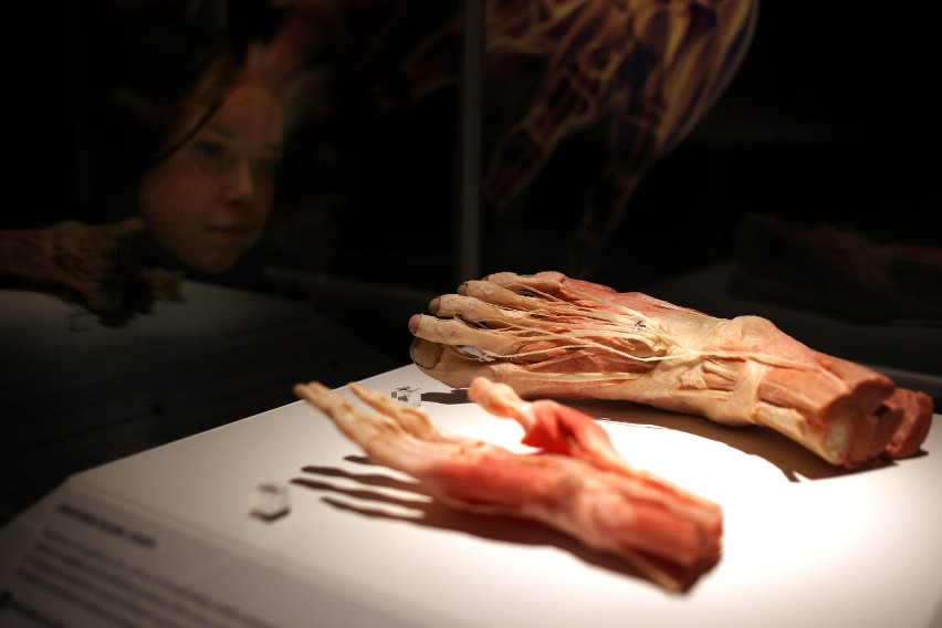 "The Human Body Exhibition" w Krakowie. Co sądzicie?

"The...