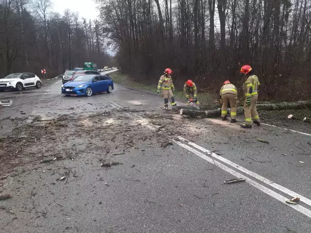 Na drogę krajową nr 75 w Okocimiu spadło drzewo, kierowca audi próbując je ominąć wylądował w rowie, 27.12.2022