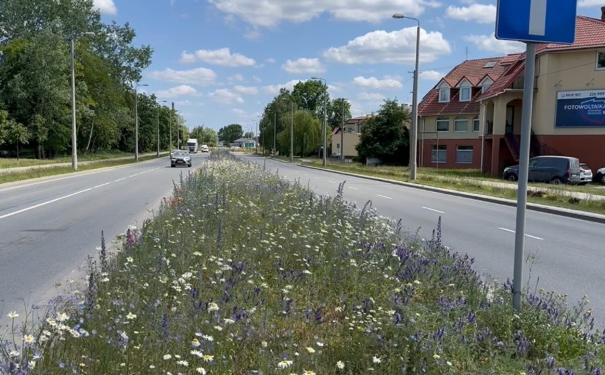 Kwietna łąka w ciągu ulicy Widok jest pierwszą, lecz zapewne nie ostatnią w Skierniewicach