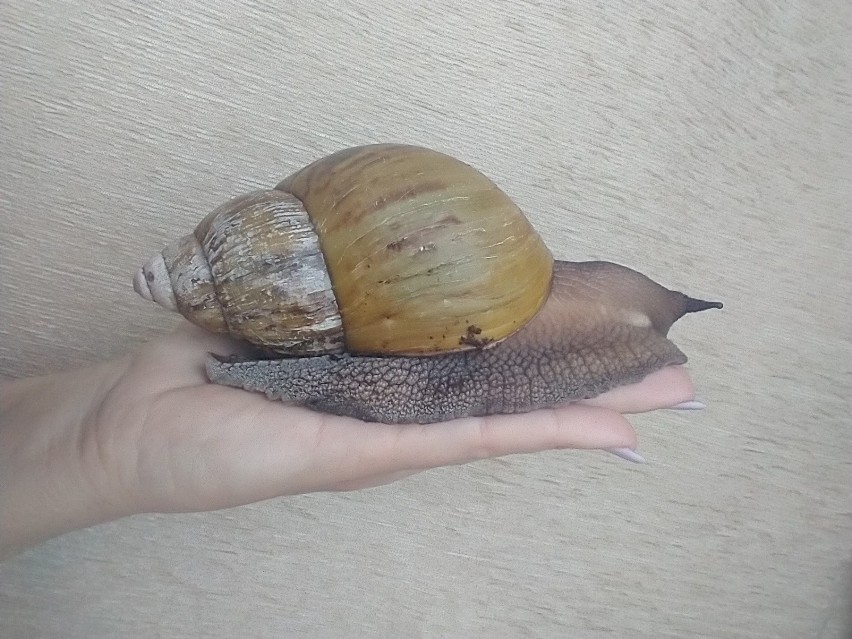 Afrykański ślimak gigant w Polsce. Skąd się u nas wziął?