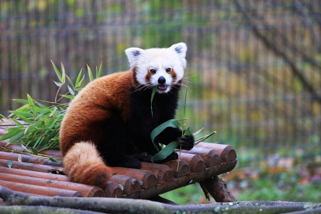 Panda czerwona (mała) w środowisku naturalnym aktywna jest głównie o świcie i zmierzchu