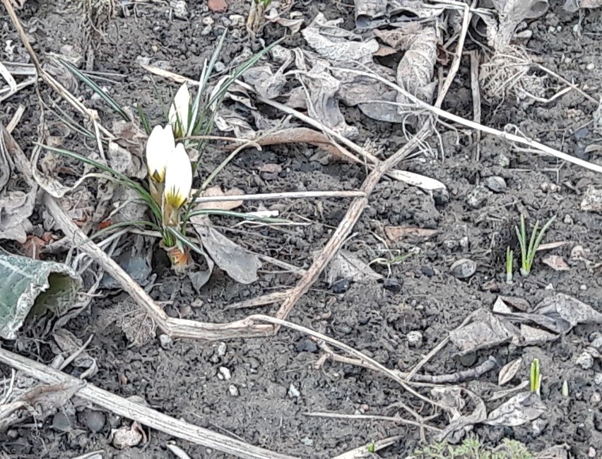 W Oświęcimiu i okolicy widać już wiosnę! Podziel się z nami zdjęciami
