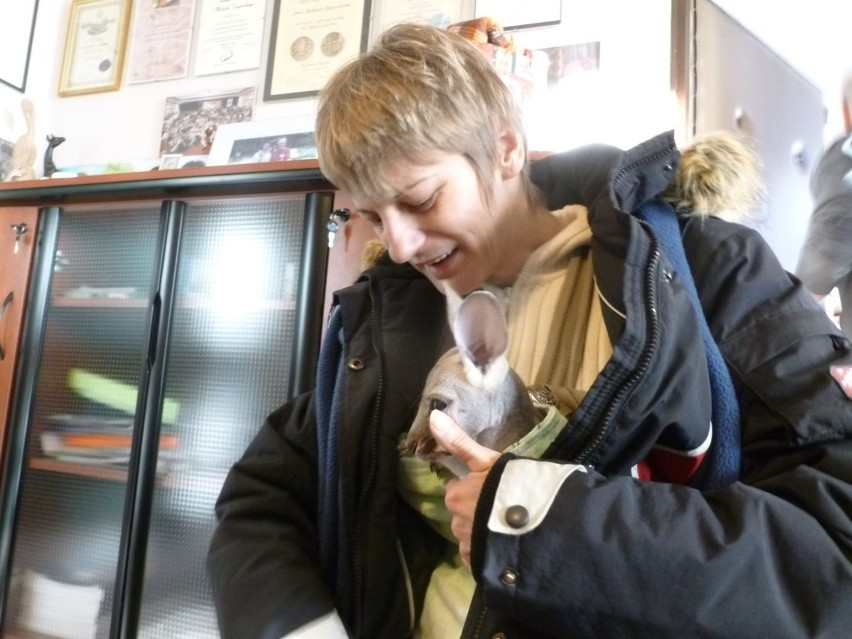 Gdańsk: Pracownica zoo wychowuje kangura w... bawełnianej torbie [ZDJĘCIA]