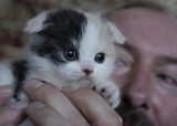Fundacja Animalia szuka domów tymczasowych dla kotów i psów