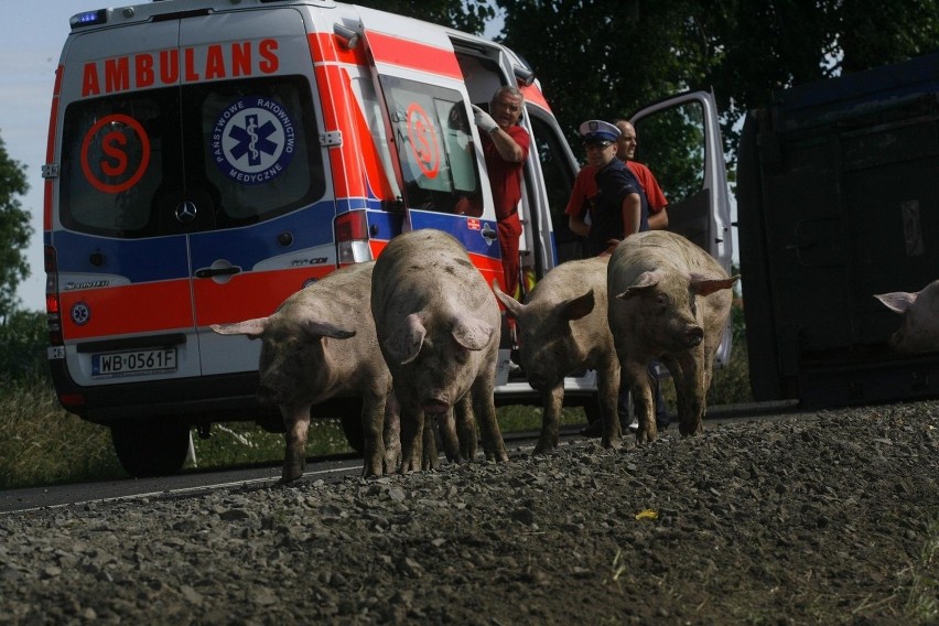Wypadek tira wypełnionego świniami (ZDJĘCIA)