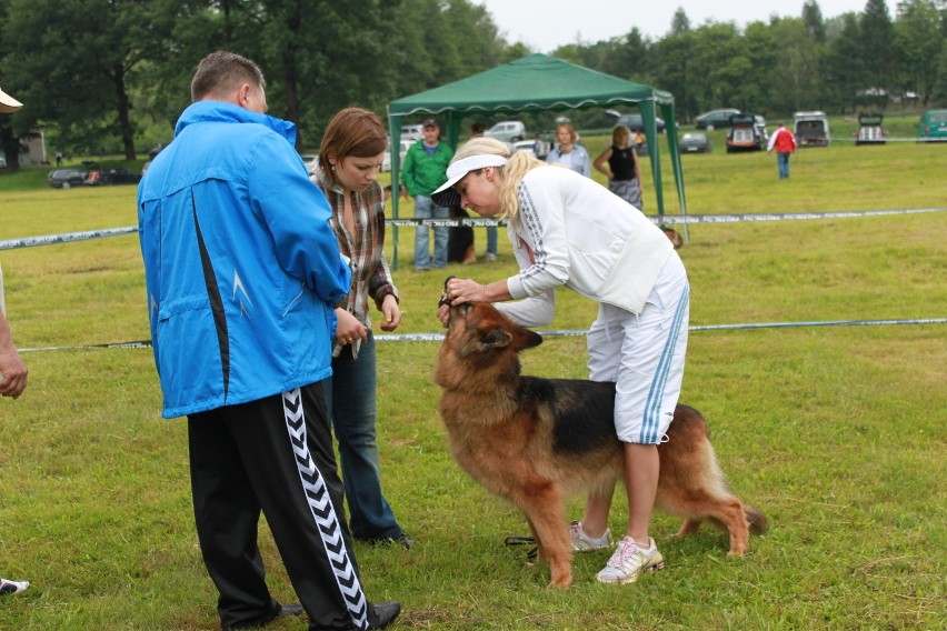 Klubowa Wystawa Wyżłów 2012 w Rybniku [ZDJĘCIA]