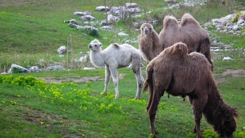 Biała wielbłądzica Alia w poznańskim Nowym Zoo.