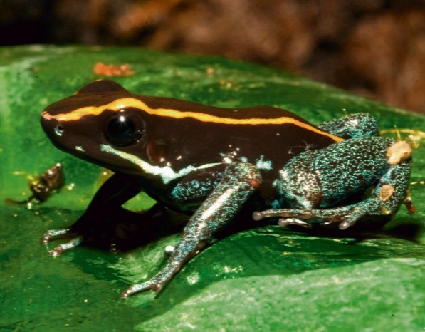 Żabki są urodziwe, ale mają też niebezpieczne tajemnice