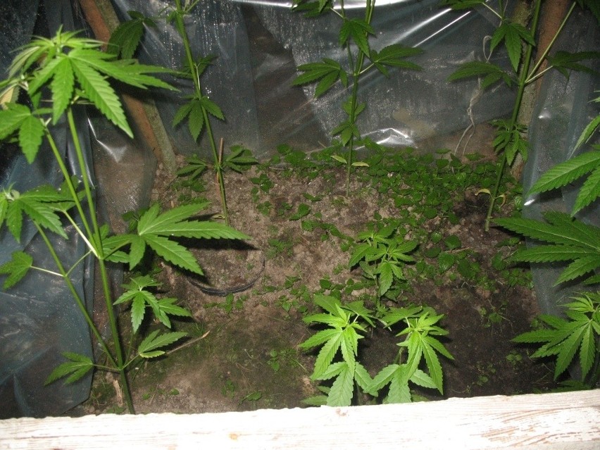 Klonowica Mała: Uprawiali marihuanę w lesie