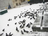 Jak mądrze dokarmiać ptaki zimą [WSKAZÓWKI]