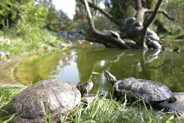 W sosnowieckim Egzotarium żyje sześć gatunków żółwi