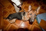 Sprawa zaniedbanych psów z Raciborza trafiła do prokuratury