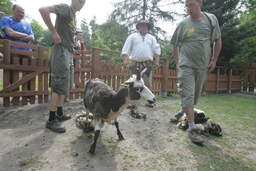 Strzyżenie barana w chorzowskim zoo