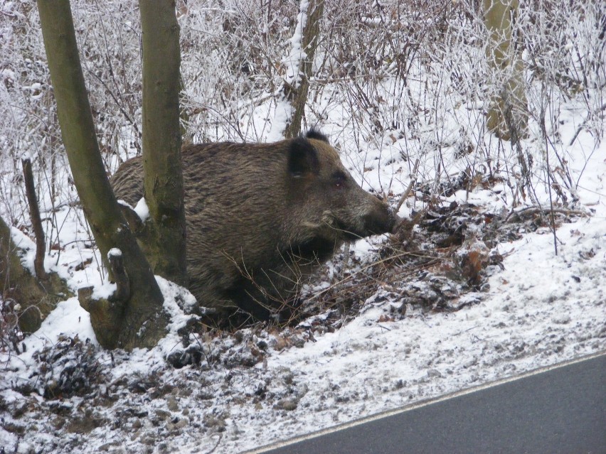 Dziki poszukują pożywienia na poboczu ulicy Koszalińskiej