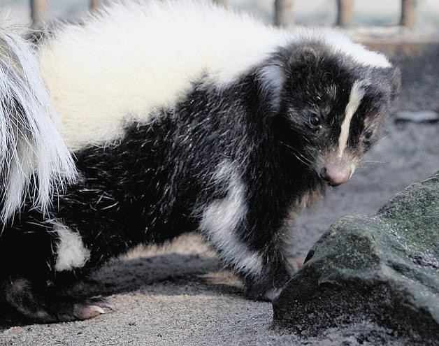 Po sześciu latach nieobecności w poznańskim zoo nad Maltą znowu jest skunks 