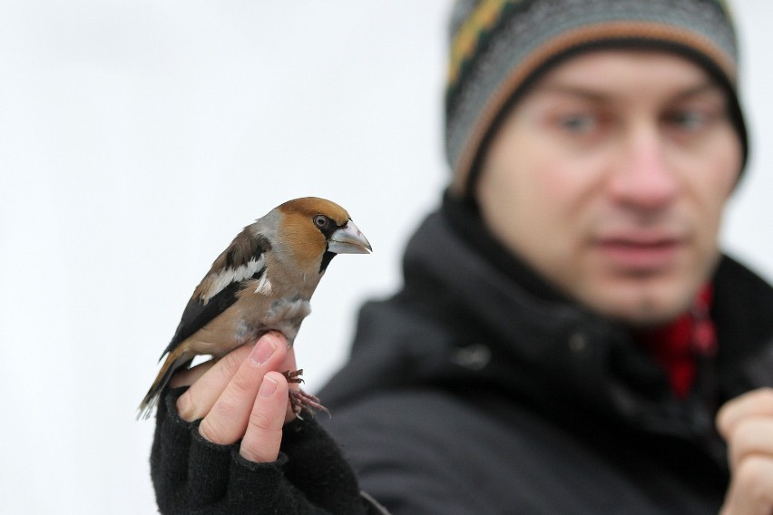 Kraków: przyrodnicy zaobrączkowali ptaki [ZDJĘCIA]