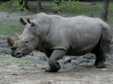 Poznań: Po co kraść róg nosorożca? Na potencję