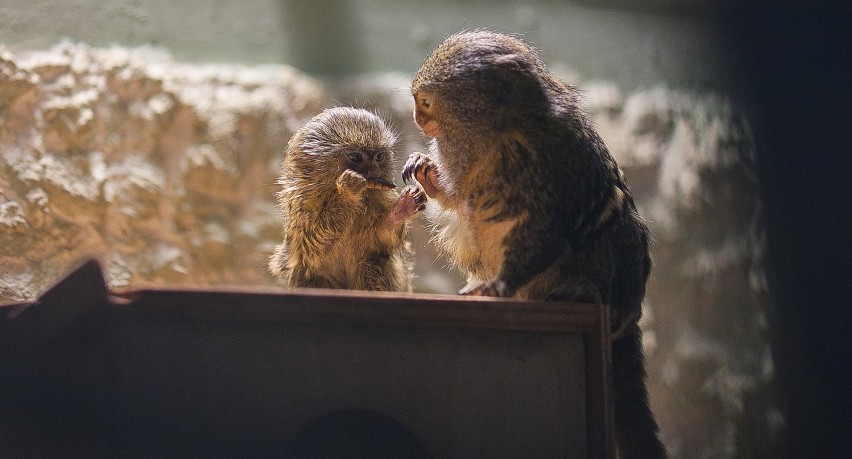 W łódzkim zoo urodziła się najmniejsza małpa świata