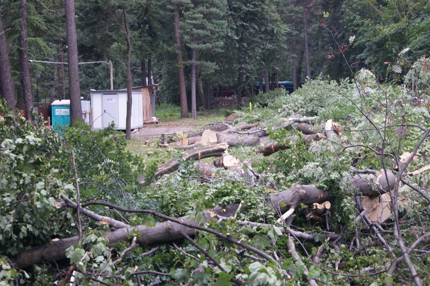 Zakopane: mimo protestów ruszyła wycinka drzew w centrum