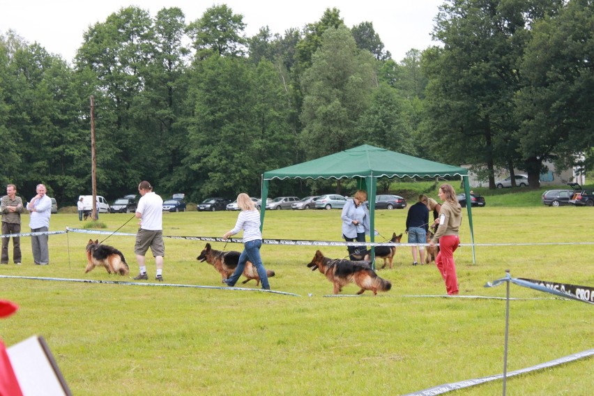 Klubowa Wystawa Wyżłów 2012 w Rybniku [ZDJĘCIA]