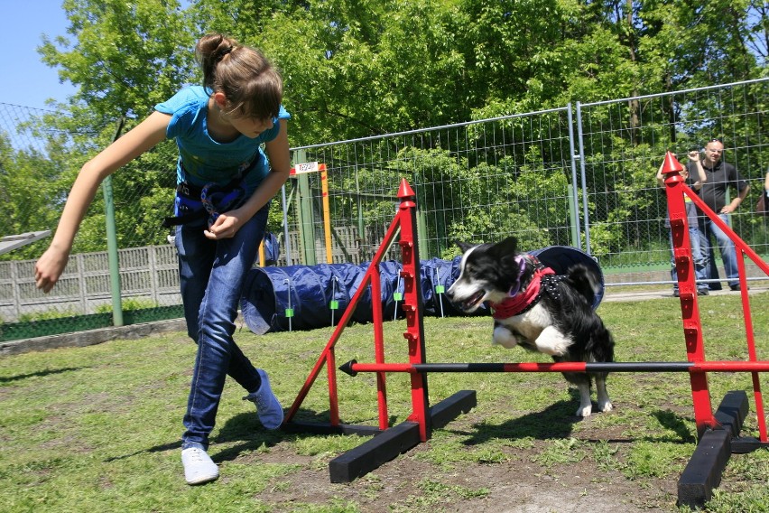 Pokaz agility psów ze schroniska w Katowicach