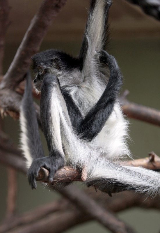 Czepiak czarnoręki - po angielsku zwany jest „Spider monkey”...