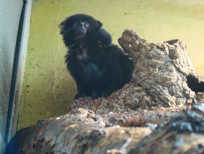 Narodziny w Śląskim Ogrodzie Zoologicznym: Urodziły się trzy małpki