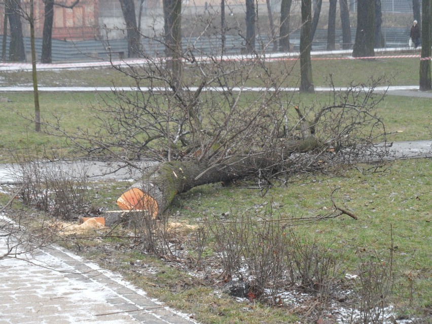 Dąbrowa Górnicza: Wycięli ponad 20 drzew pod Aldi, ale mieszkańcy uratowali inne parki 