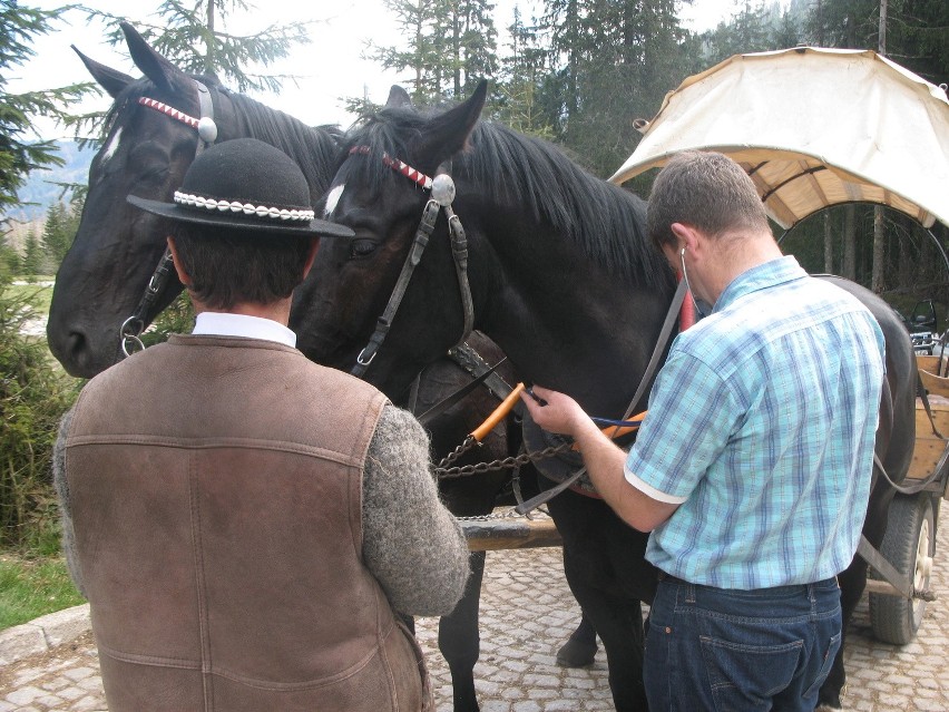 Weterynarz Marek Tischner badał konie kilka minut po tym,...