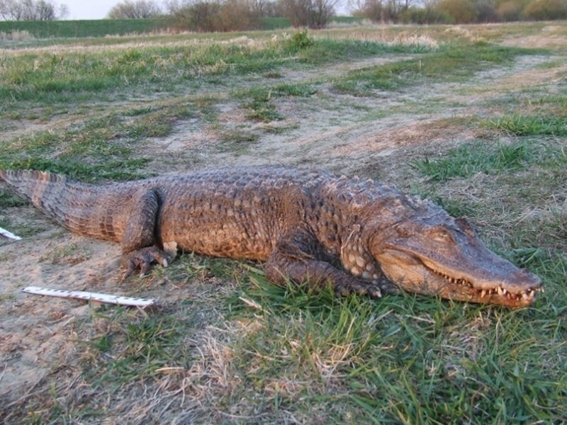 Krokodyl wyłowiony w Dolanach z Warty.