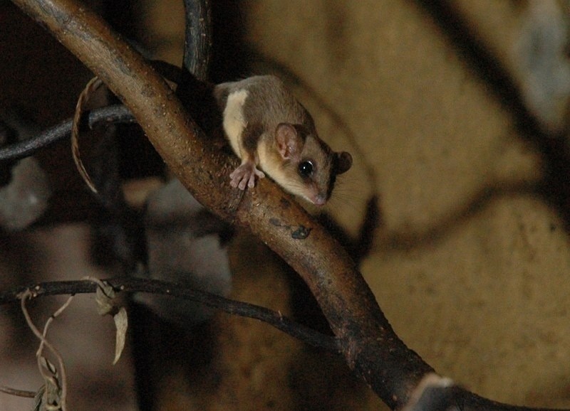 Nowi mieszkańcy Nowego Zoo w Poznaniu.