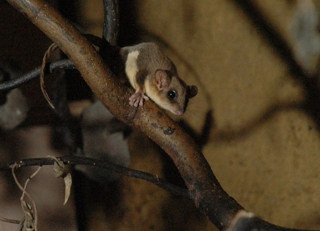 Nowi mieszkańcy Nowego Zoo w Poznaniu.