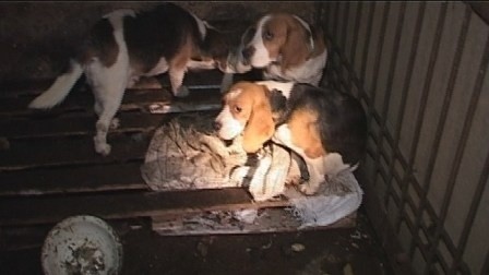 Burzenin: zaniedbane psy w nielegalnej hodowli