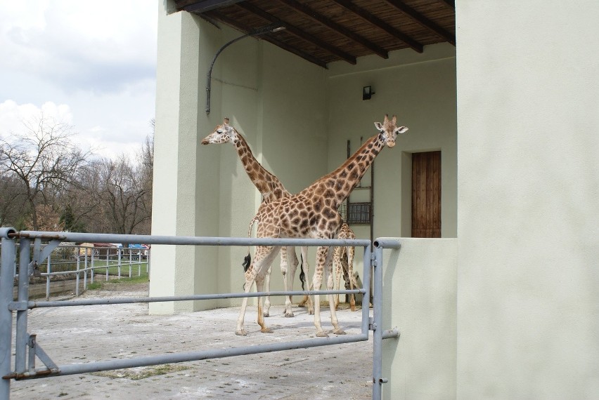 Ostatnie zdjęcia żyraf z łódzkiego zoo
