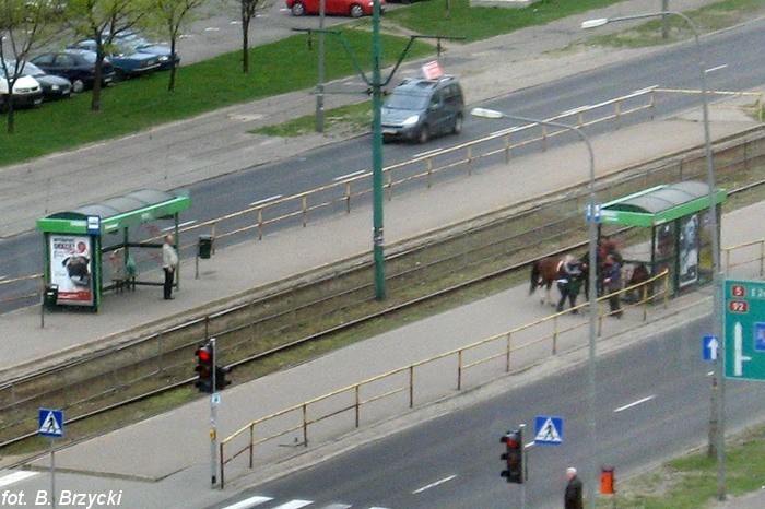 Poznań: Koń uciekł z procesji. Miał zagrać osła