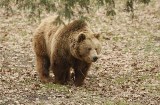 Pijane niedźwiedzie będą grasować w Tatrach?