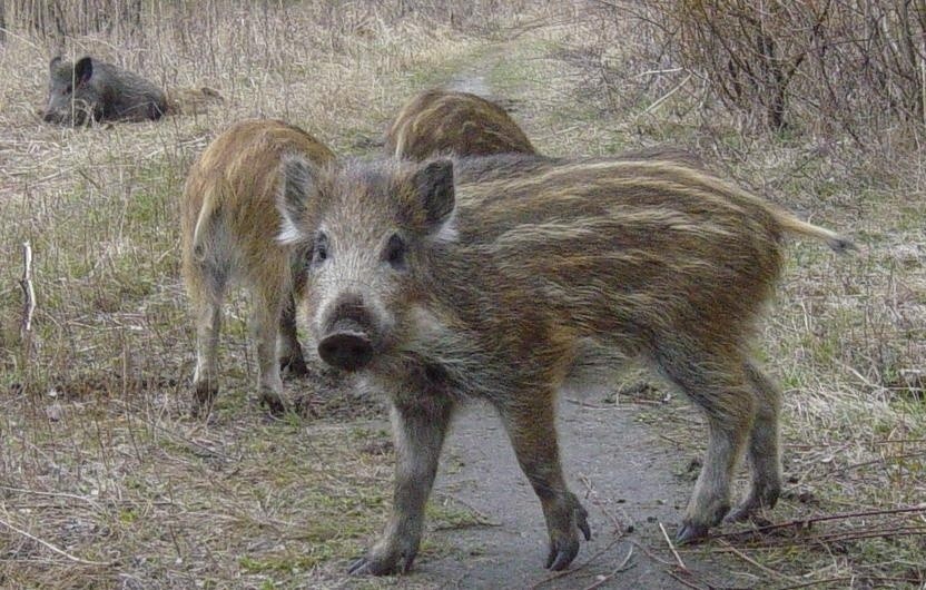 Dziki na Łęgach Dębińskich.