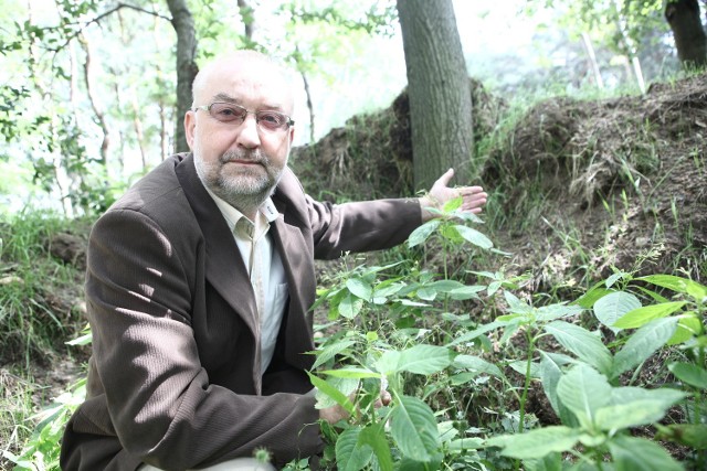 Na razie przysypane drzewa nie są zniszczone