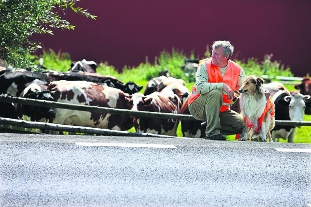 - Na przepędzenie krów przez jezdnię nie mam szans, bo od rana auta jadą sznurem - mówi Ryszard Sobolewski
