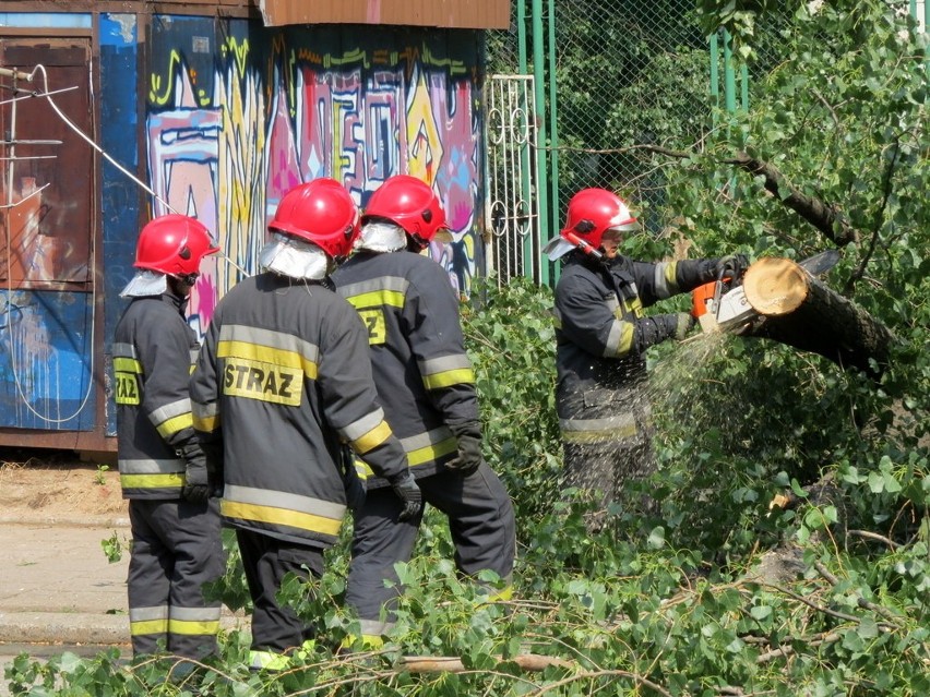 Wrocław: Trzy drzewa przewróciły się na ul. Litomskiej (ZDJĘCIA)